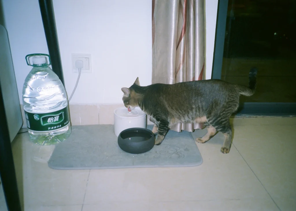 Cat walking to a water station at home