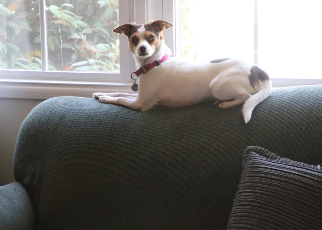 Dog resting on the back of a sofa at home