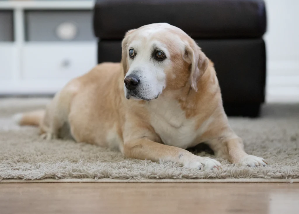 Senior Labrador resting on a rug