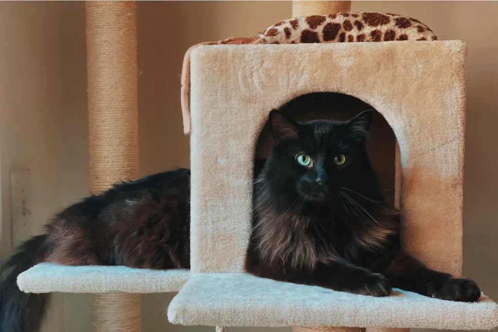 Black cat relaxing inside a cat tree hideaway