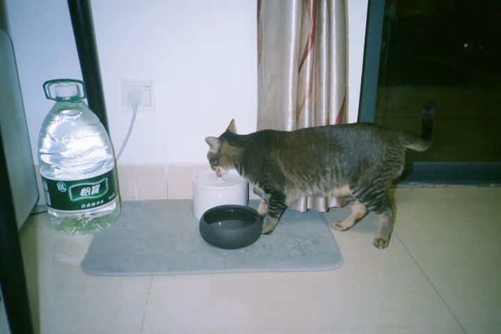 Cat walking to a water station at home