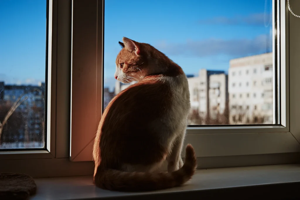 Cat sitting at a window looking out over the city