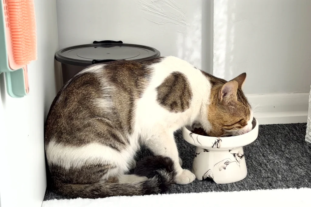 Tabby and white cat eating from a raised ceramic bowl