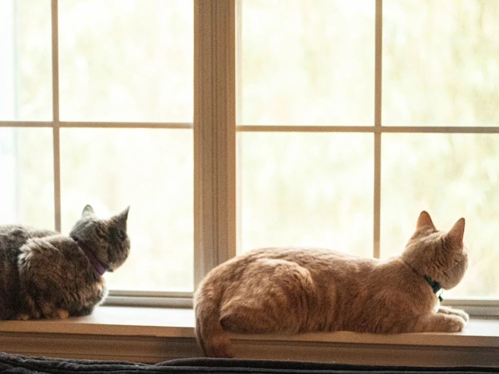 Two cats relaxing on a sunny windowsill