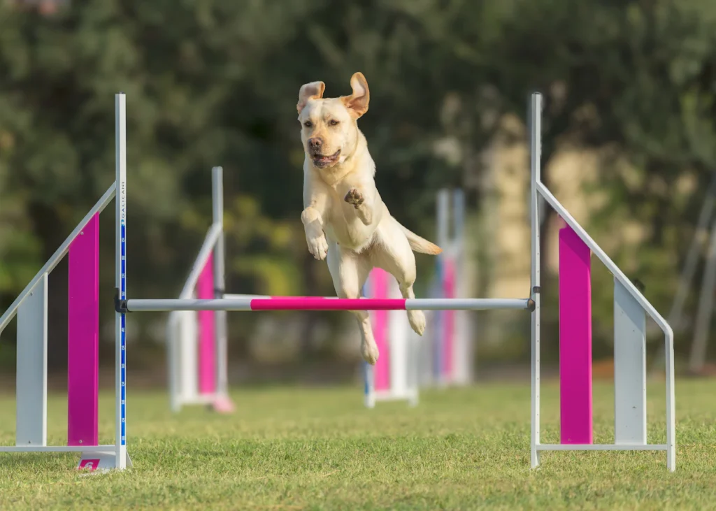 Dog jumping over an agility hurdle