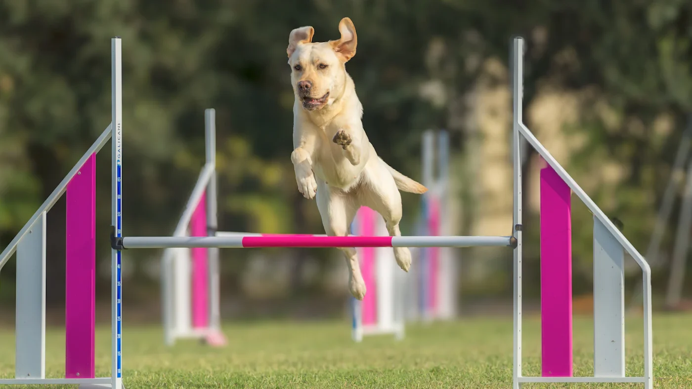 Dog jumping over an agility hurdle