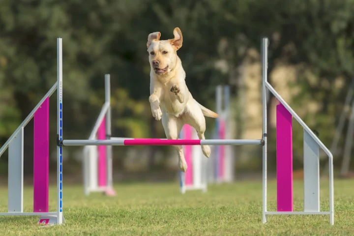 Dog jumping over an agility hurdle