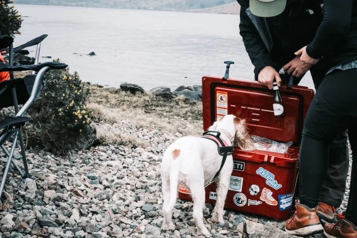 Owner opening a pet first aid kit next to a small dog