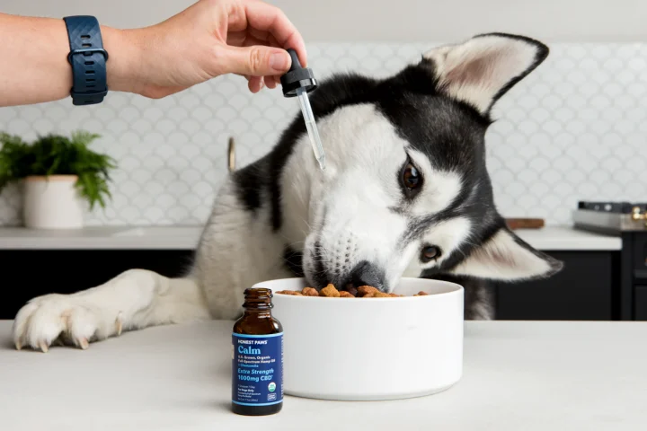 Owner adding drops to a dog food bowl