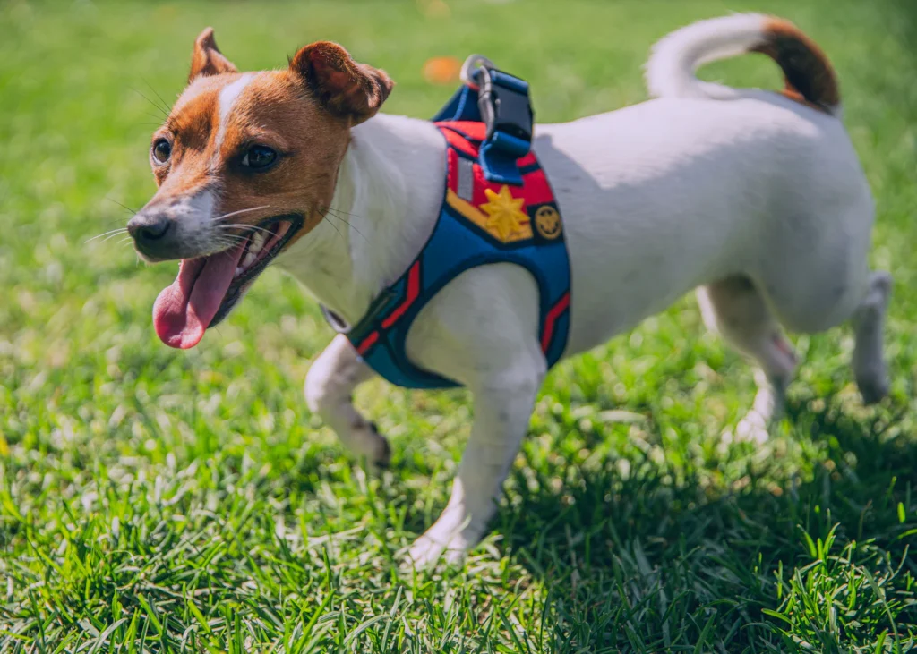Happy dog wearing a padded harness on grass