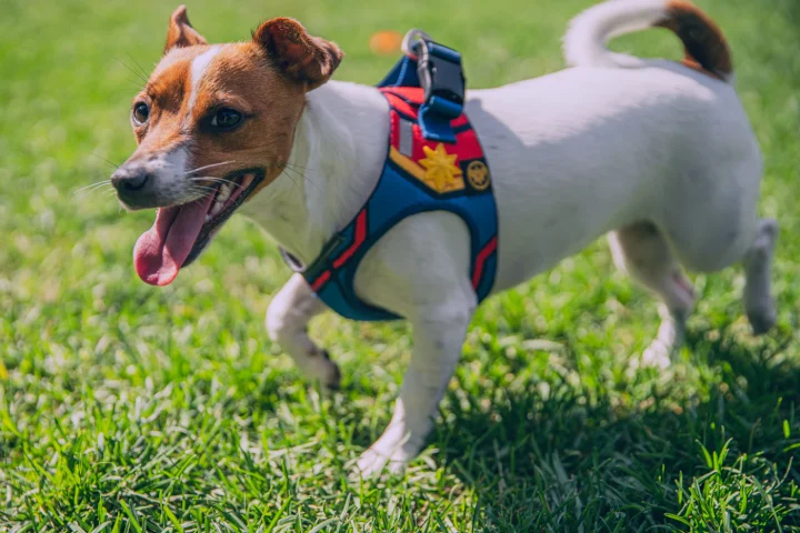 Happy dog wearing a padded harness on grass