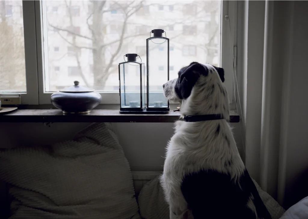 Dog looking out of a window at home