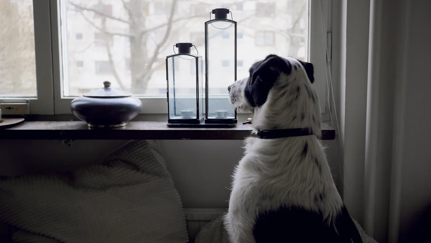 Dog looking out of a window at home