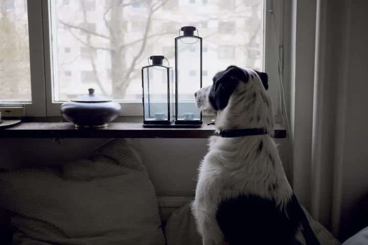 Dog looking out of a window at home