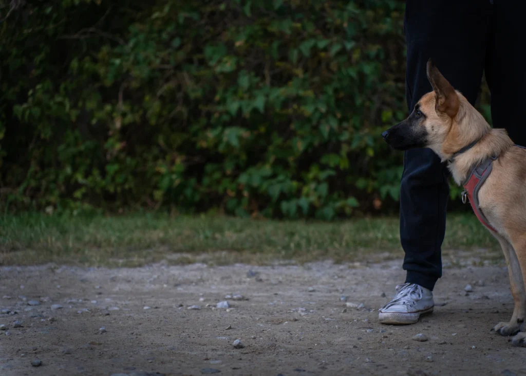 Dog standing calmly on a leash next to its handler