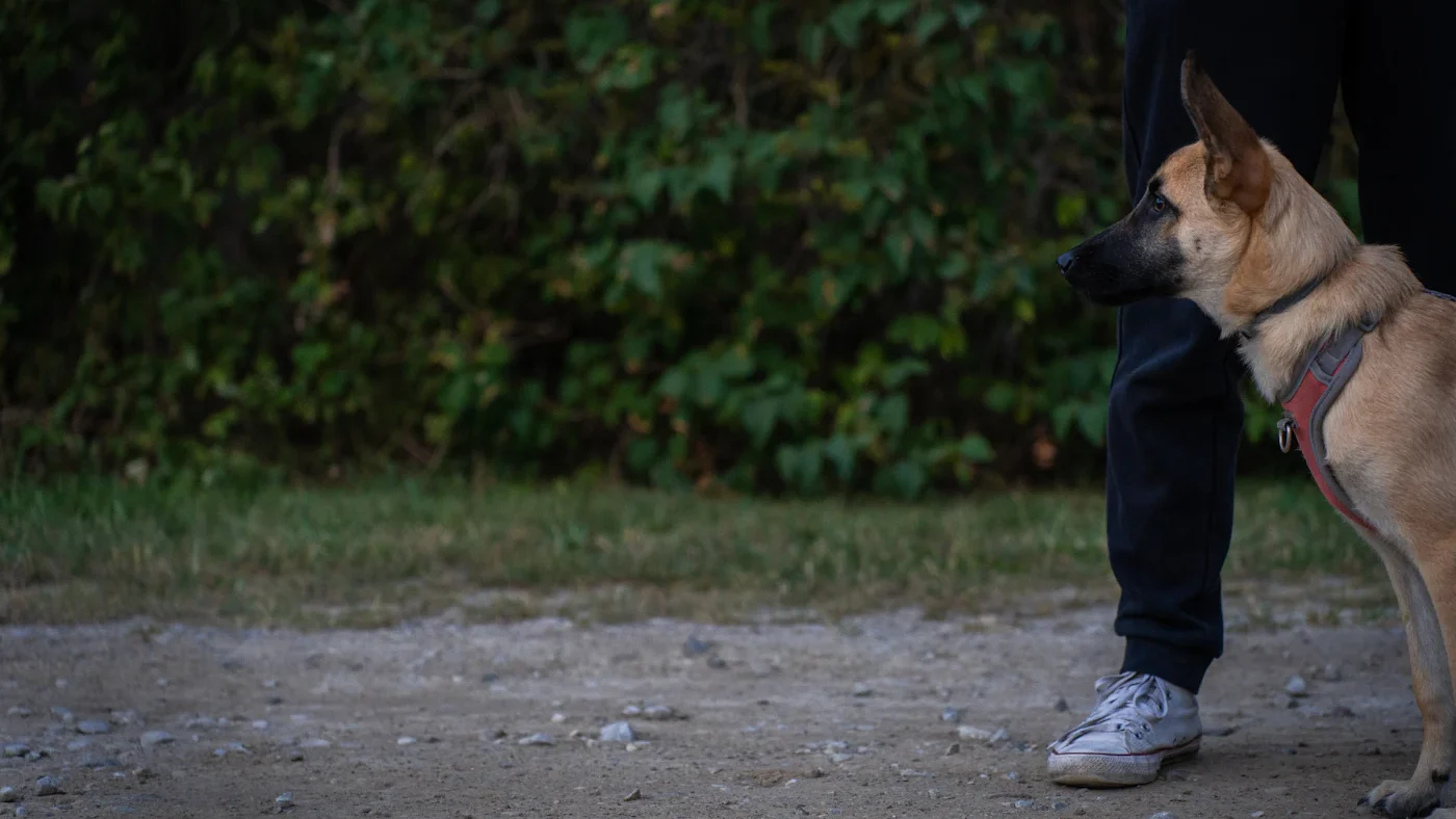 Dog standing calmly on a leash next to its handler
