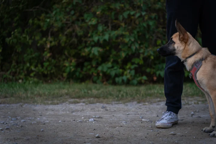 Dog standing calmly on a leash next to its handler