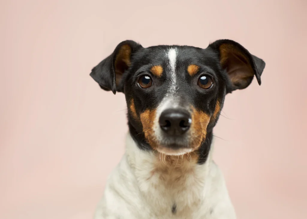 Portrait of a small terrier mix on a pink background