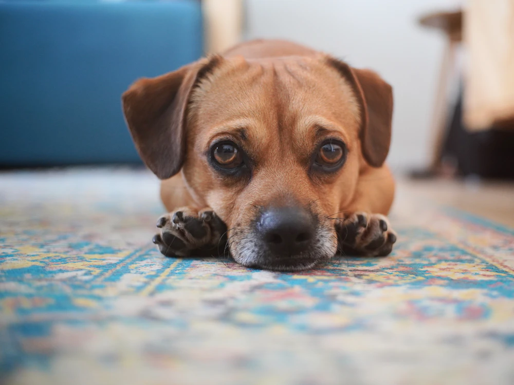 Dog resting its head on a rug at home