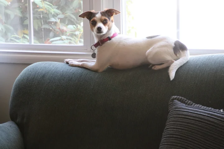 Dog resting on the back of a sofa at home
