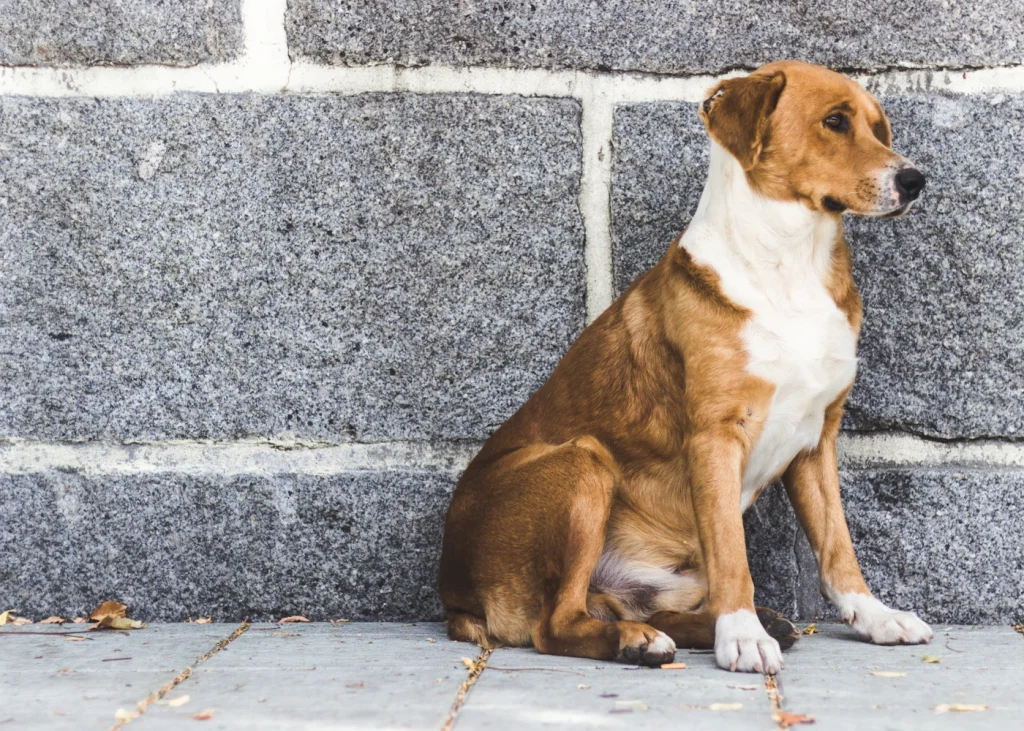 Dog sitting calmly against a stone wall