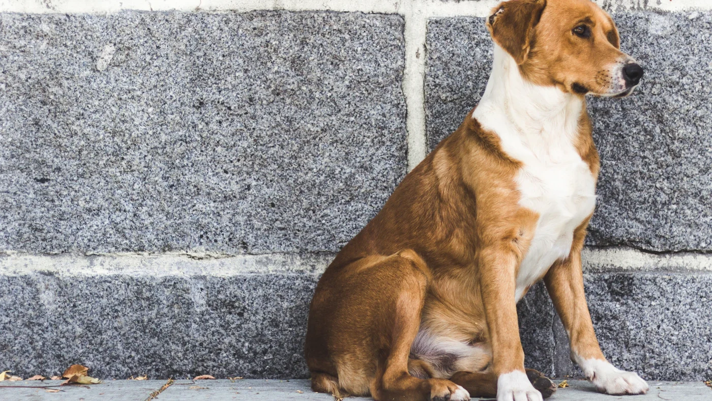 Dog sitting calmly against a stone wall