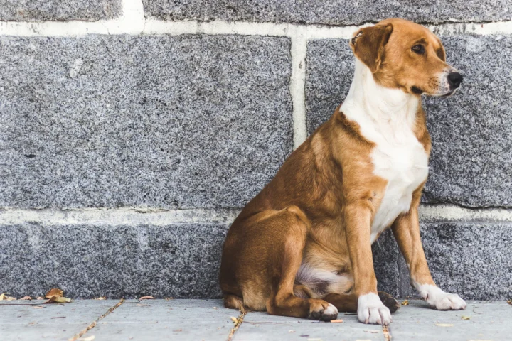 Dog sitting calmly against a stone wall