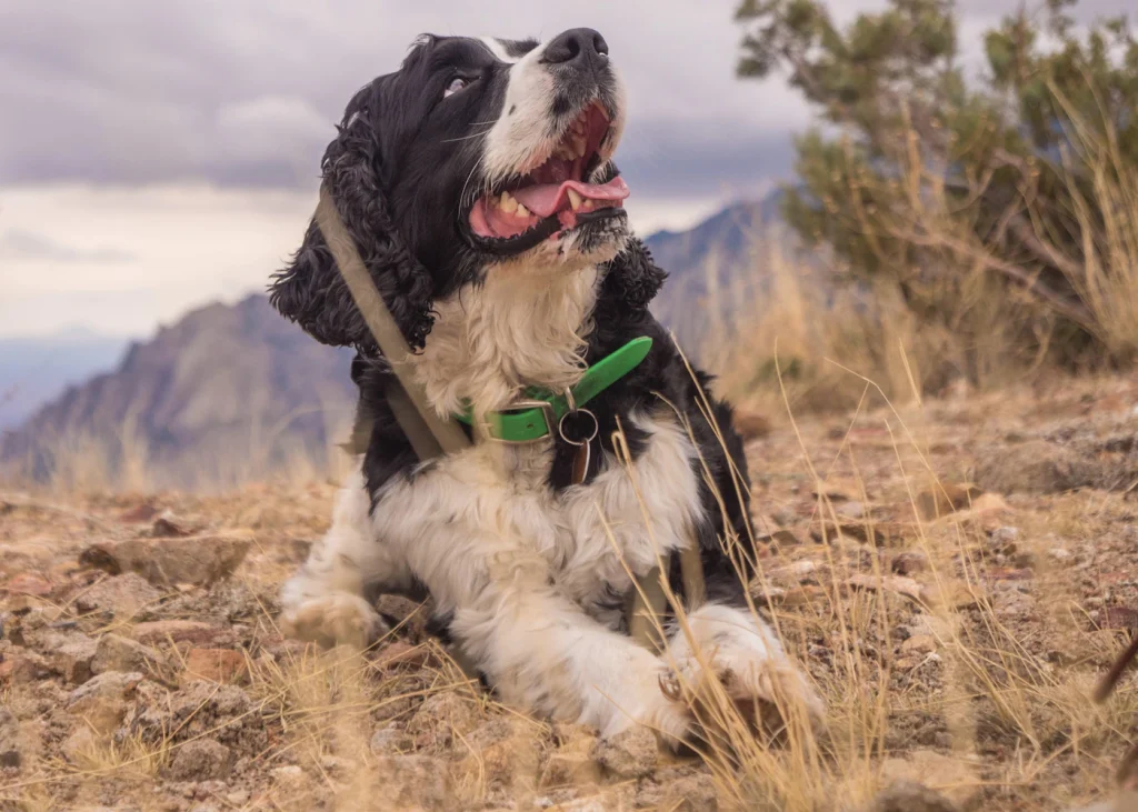 Dog wearing a smart collar outdoors