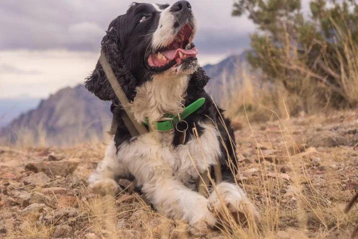 Dog wearing a smart collar outdoors