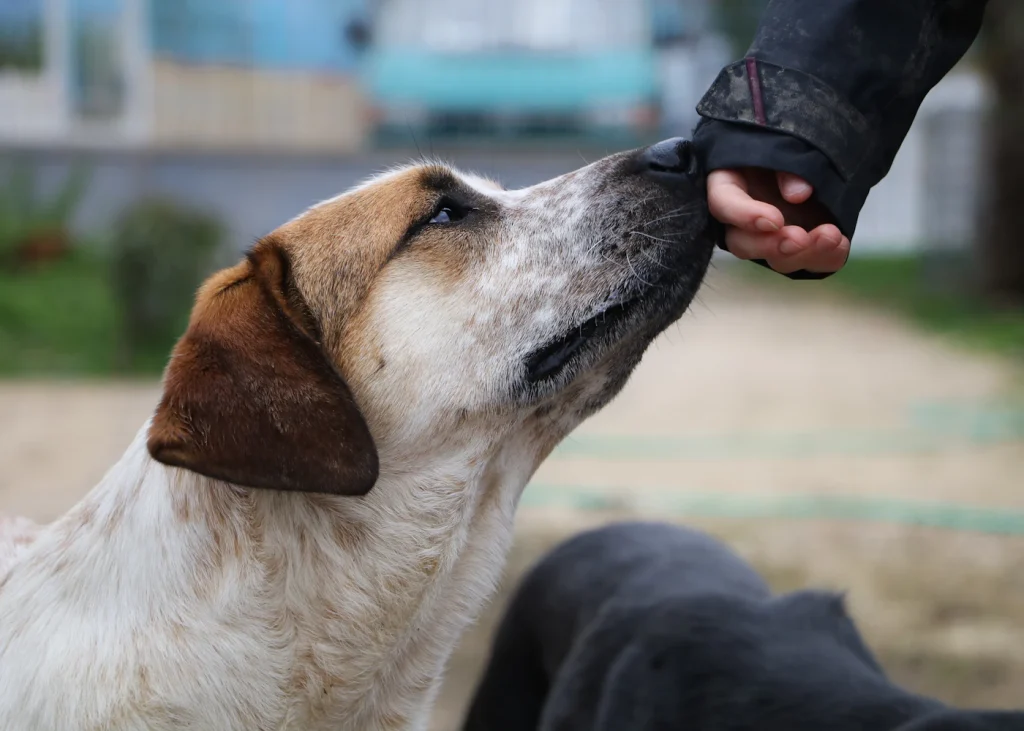 Dog sniffing an owner's outstretched hand