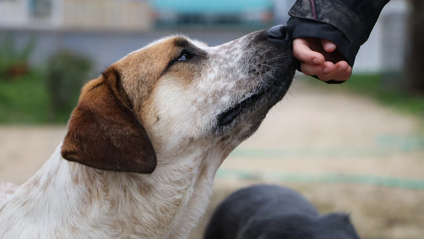 Dog sniffing an owner's outstretched hand