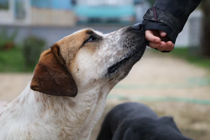 Dog sniffing an owner's outstretched hand