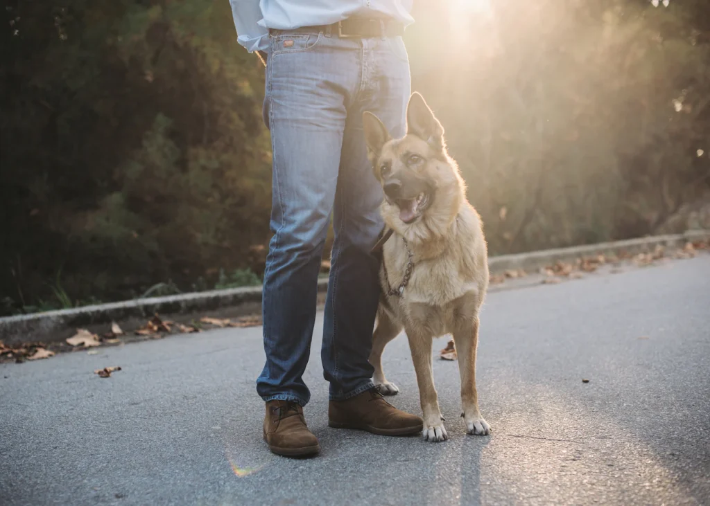 Owner walking beside an attentive dog on a quiet road