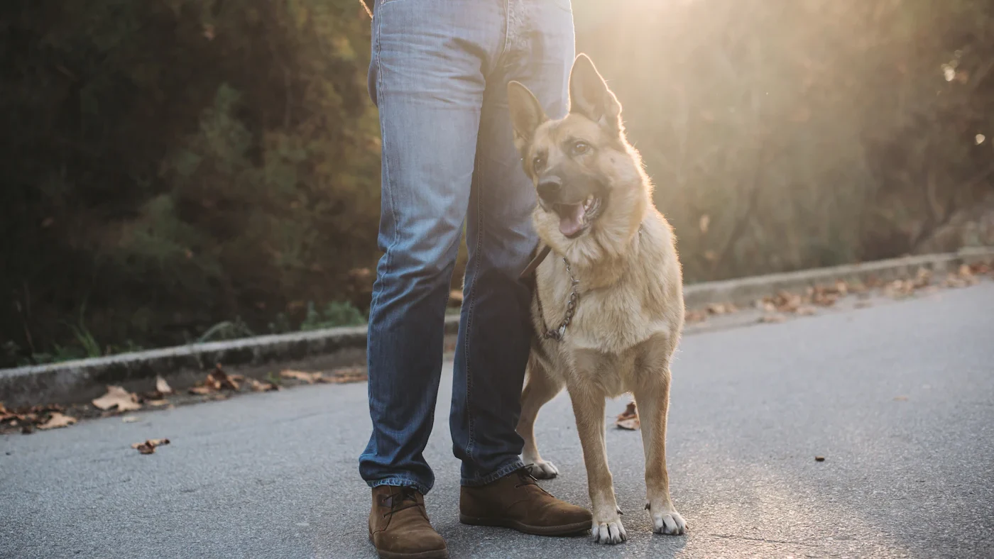 Owner walking beside an attentive dog on a quiet road