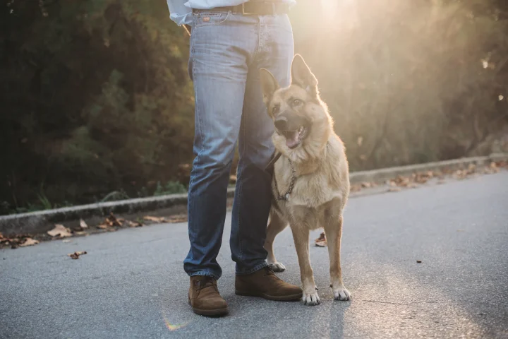 Owner walking beside an attentive dog on a quiet road