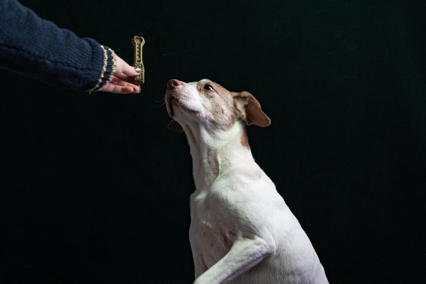 Dog looking up at a treat held by its owner