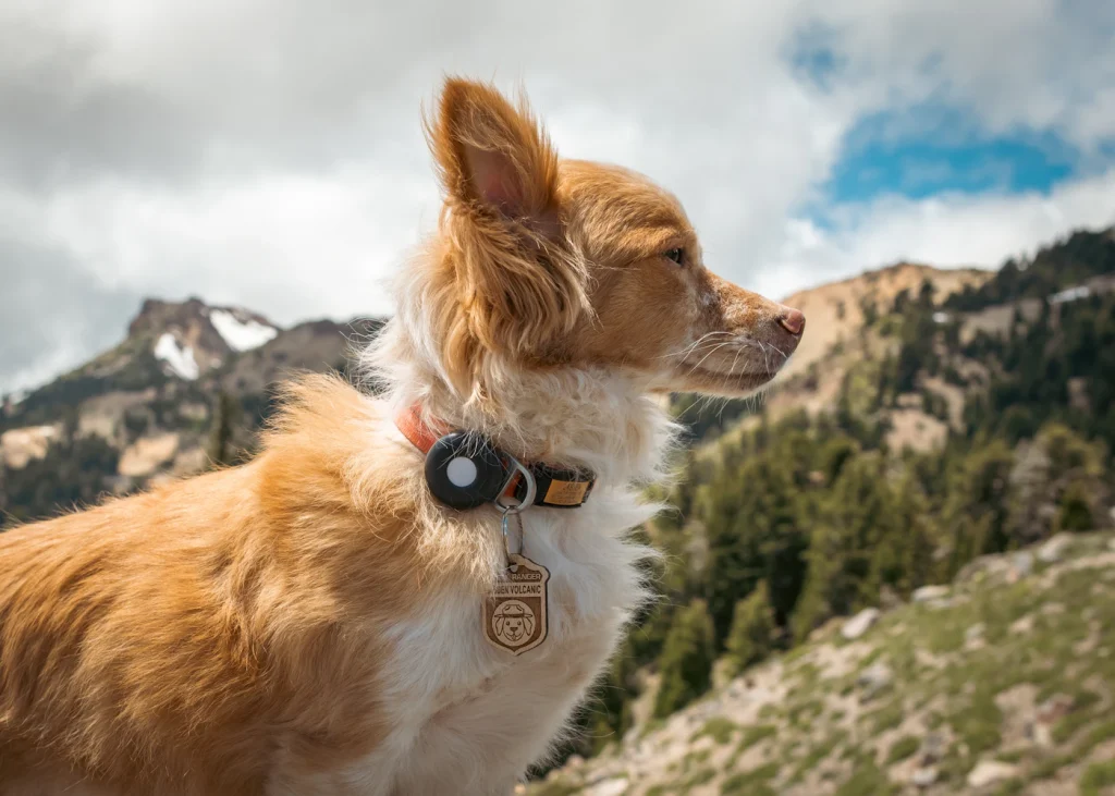 Dog wearing a collar tracker in the mountains