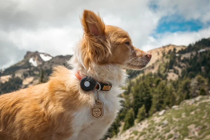 Dog wearing a collar tracker in the mountains