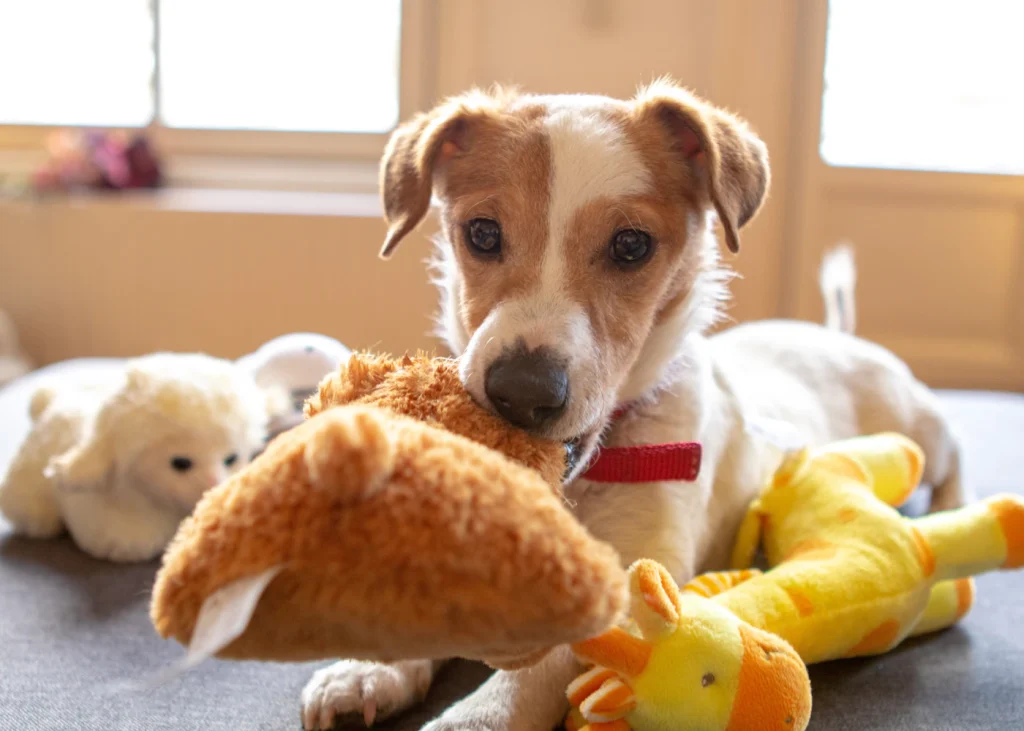 Puppy playing with plush toys at home