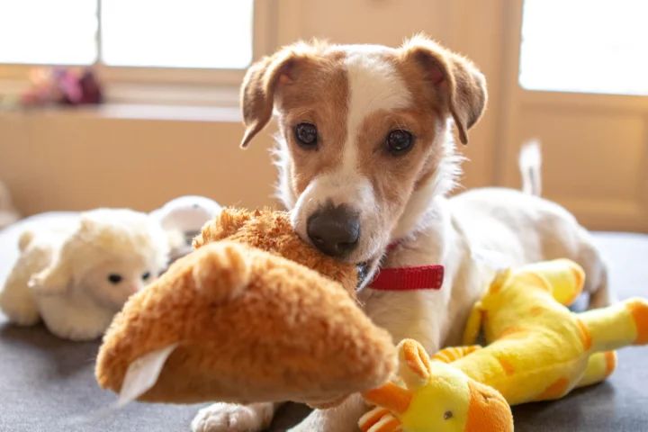 Puppy playing with plush toys at home