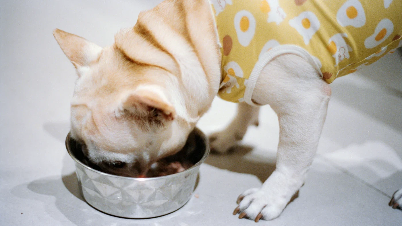 French bulldog eating from a stainless steel bowl
