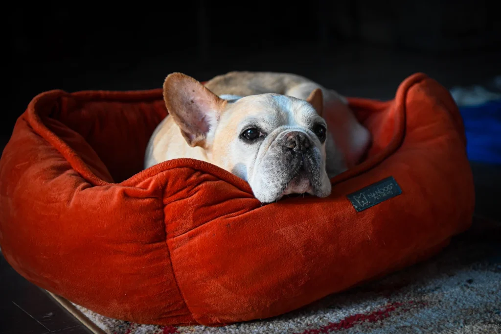 French bulldog resting in a red bolster dog bed