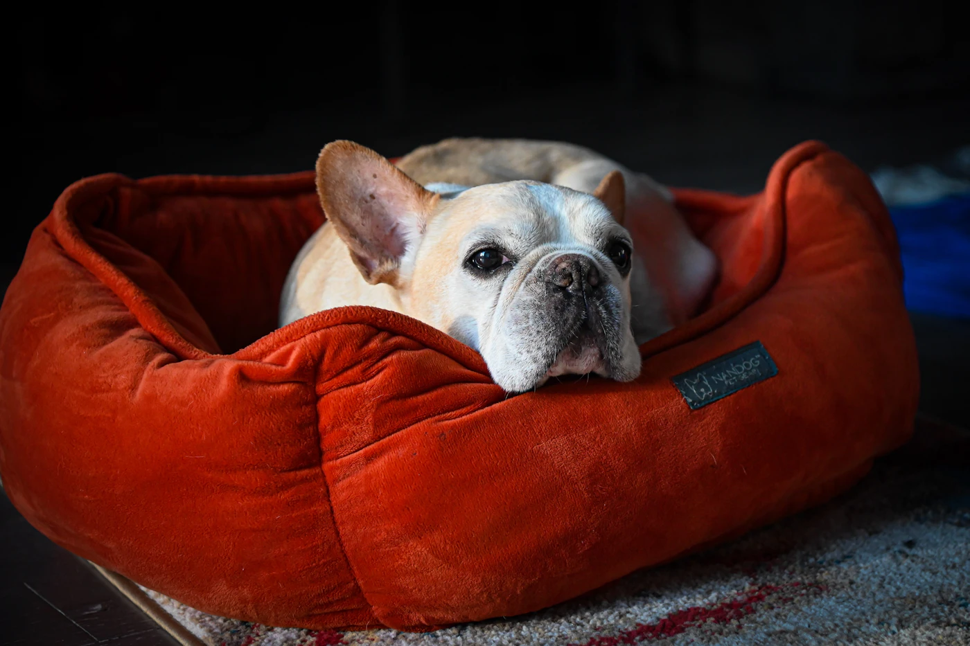 French bulldog resting in a red bolster dog bed