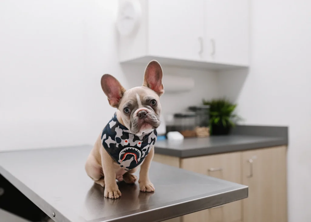 French bulldog sitting on an examination table
