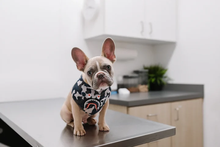 French bulldog sitting on an examination table
