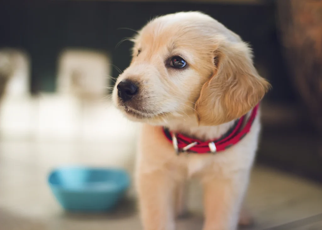 Golden puppy wearing a red collar