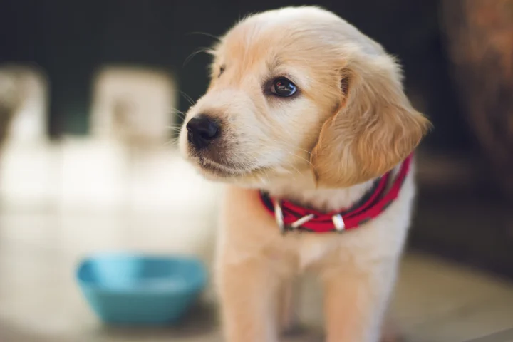 Golden puppy wearing a red collar