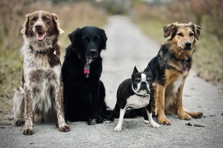 Group of dogs of different breeds sitting together