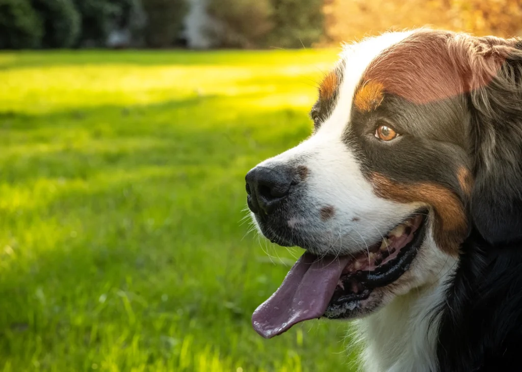 Happy dog relaxing on sunny grass