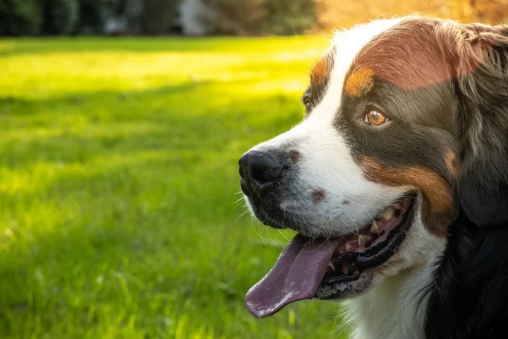 Happy dog relaxing on sunny grass